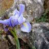 Fotografia 12 da espécie Iris xiphium do Jardim Botânico UTAD