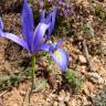 Fotografia 14 da espécie Iris xiphium do Jardim Botânico UTAD