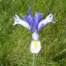 Fotografia 15 da espécie Iris xiphium do Jardim Botânico UTAD