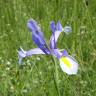 Fotografia 16 da espécie Iris xiphium do Jardim Botânico UTAD