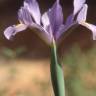 Fotografia 17 da espécie Iris xiphium do Jardim Botânico UTAD
