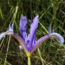 Fotografia 18 da espécie Iris xiphium do Jardim Botânico UTAD