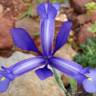 Fotografia 20 da espécie Iris xiphium do Jardim Botânico UTAD