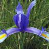 Fotografia 21 da espécie Iris xiphium do Jardim Botânico UTAD