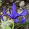 Fotografia 22 da espécie Iris xiphium do Jardim Botânico UTAD