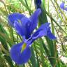 Fotografia 23 da espécie Iris xiphium do Jardim Botânico UTAD