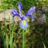Fotografia 24 da espécie Iris xiphium do Jardim Botânico UTAD