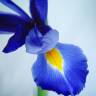 Fotografia 25 da espécie Iris xiphium do Jardim Botânico UTAD