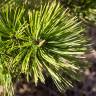 Fotografia 11 da espécie Pinus heldreichii do Jardim Botânico UTAD