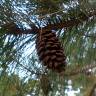 Fotografia 10 da espécie Pinus nigra do Jardim Botânico UTAD