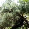 Fotografia 8 da espécie Pinus pinea do Jardim Botânico UTAD