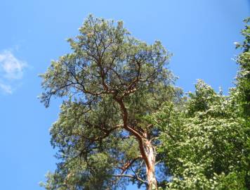 Fotografia da espécie Pinus sylvestris