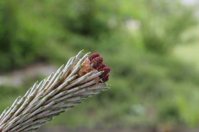 Fotografia da espécie Pinus sylvestris