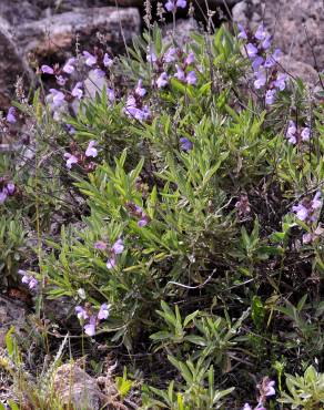 Fotografia 7 da espécie Salvia lavandulifolia subesp. lavandulifolia no Jardim Botânico UTAD