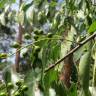 Fotografia 10 da espécie Prunus serotina do Jardim Botânico UTAD