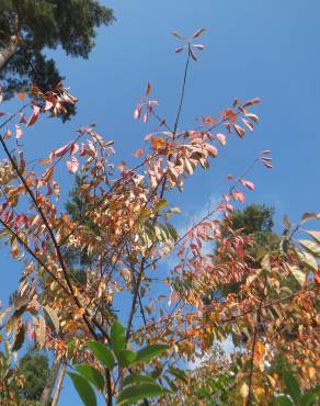 Fotografia 11 da espécie Prunus serotina no Jardim Botânico UTAD