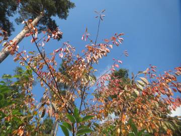 Fotografia da espécie Prunus serotina