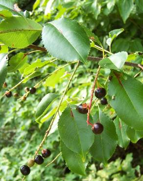 Fotografia 17 da espécie Prunus serotina no Jardim Botânico UTAD