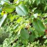 Fotografia 17 da espécie Prunus serotina do Jardim Botânico UTAD