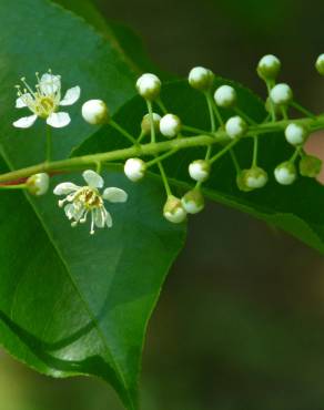 Fotografia 20 da espécie Prunus serotina no Jardim Botânico UTAD