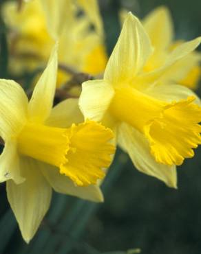 Fotografia 2 da espécie Narcissus pseudonarcissus subesp. pseudonarcissus no Jardim Botânico UTAD