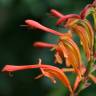 Fotografia 5 da espécie Chasmanthe floribunda do Jardim Botânico UTAD