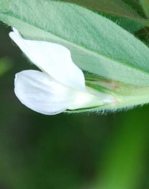 Fotografia 14 da espécie Vicia sativa subesp. sativa no Jardim Botânico UTAD