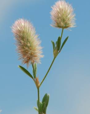 Fotografia 5 da espécie Trifolium arvense var. arvense no Jardim Botânico UTAD