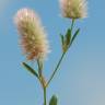 Fotografia 5 da espécie Trifolium arvense var. arvense do Jardim Botânico UTAD