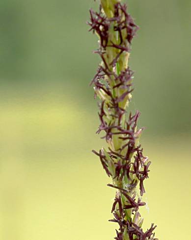 Fotografia de capa Molinia caerulea - do Jardim Botânico