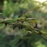 Fotografia 16 da espécie Molinia caerulea do Jardim Botânico UTAD