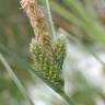 Fotografia 15 da espécie Carex extensa do Jardim Botânico UTAD