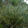 Fotografia 16 da espécie Carex extensa do Jardim Botânico UTAD