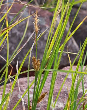 Fotografia 12 da espécie Carex vesicaria no Jardim Botânico UTAD