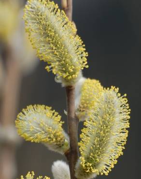 Fotografia 4 da espécie Salix viminalis no Jardim Botânico UTAD