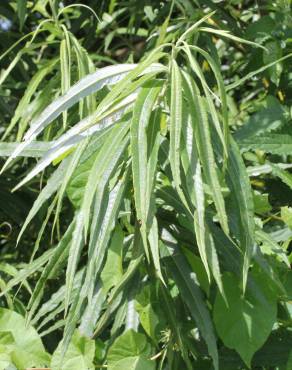 Fotografia 8 da espécie Salix viminalis no Jardim Botânico UTAD