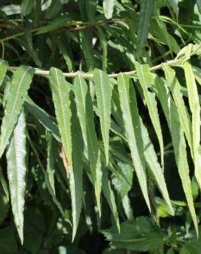 Fotografia 9 da espécie Salix viminalis no Jardim Botânico UTAD