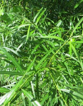 Fotografia 13 da espécie Salix viminalis no Jardim Botânico UTAD