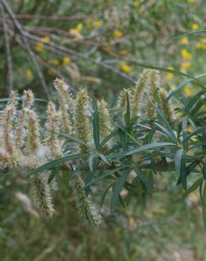 Fotografia 17 da espécie Salix viminalis no Jardim Botânico UTAD