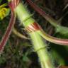 Fotografia 5 da espécie Persicaria orientalis do Jardim Botânico UTAD