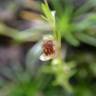 Fotografia 16 da espécie Sagina procumbens do Jardim Botânico UTAD