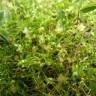 Fotografia 20 da espécie Sagina procumbens do Jardim Botânico UTAD