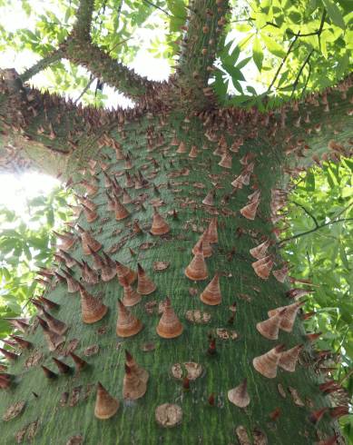 Fotografia de capa Ceiba speciosa - do Jardim Botânico