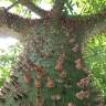 Fotografia 1 da espécie Ceiba speciosa do Jardim Botânico UTAD