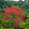 Fotografia 5 da espécie Ceiba speciosa do Jardim Botânico UTAD