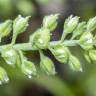 Fotografia 20 da espécie Alyssum alyssoides do Jardim Botânico UTAD