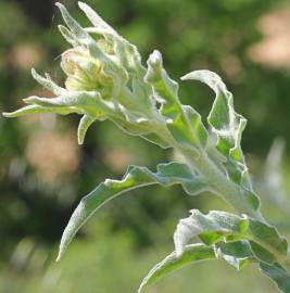 Fotografia da espécie Andryala integrifolia