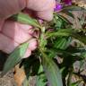 Fotografia 14 da espécie Celosia argentea do Jardim Botânico UTAD