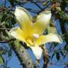 Fotografia 9 da espécie Ceiba insignis do Jardim Botânico UTAD