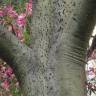 Fotografia 15 da espécie Ceiba speciosa do Jardim Botânico UTAD